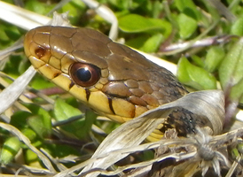 Common Garter Snake